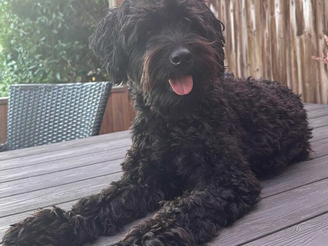 Billede 4 - Doodle-hvalpe til salg 🐶