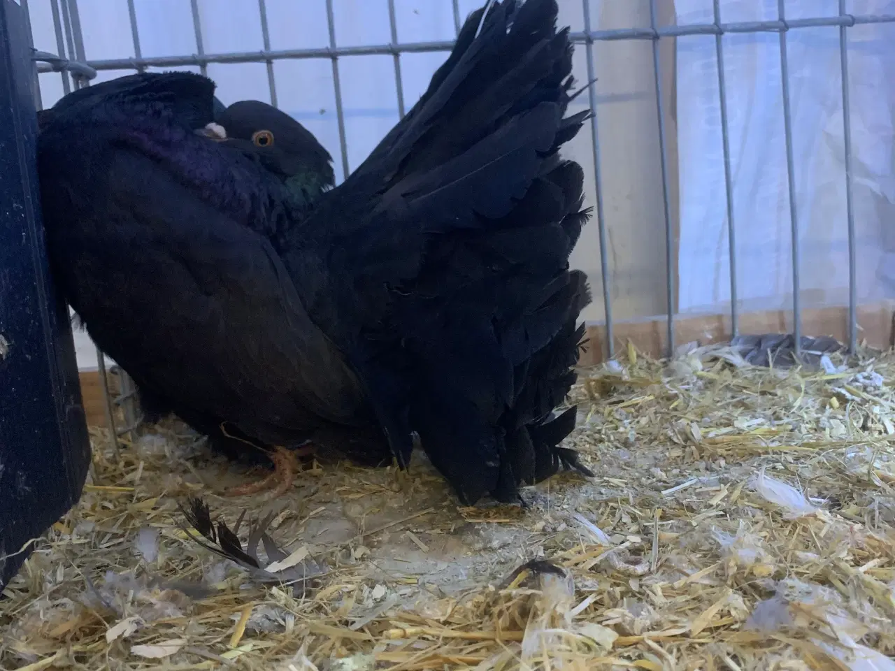 Billede 1 - Højstjert