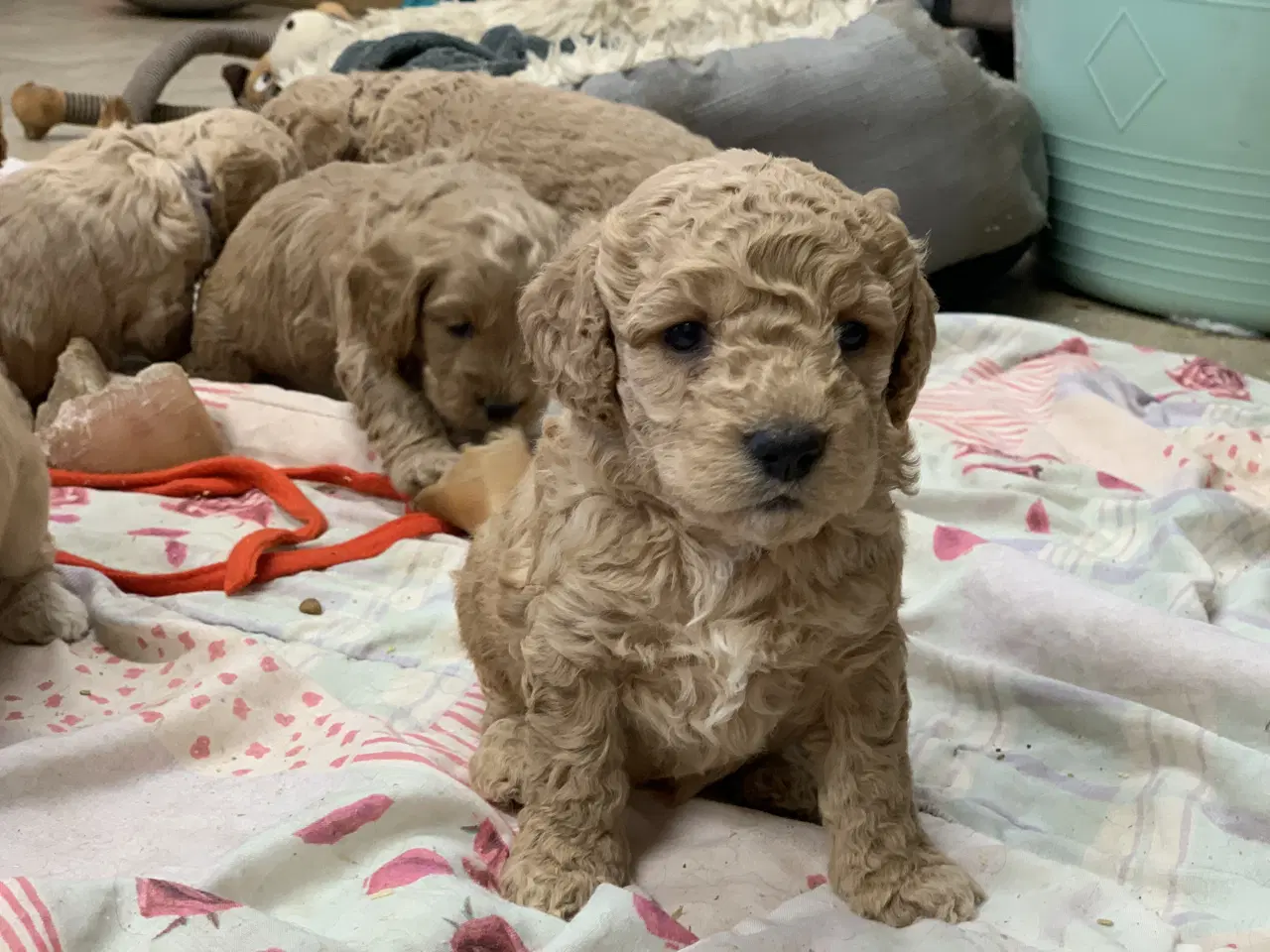 Billede 1 - Amerikanske Cockerpoo babyer 