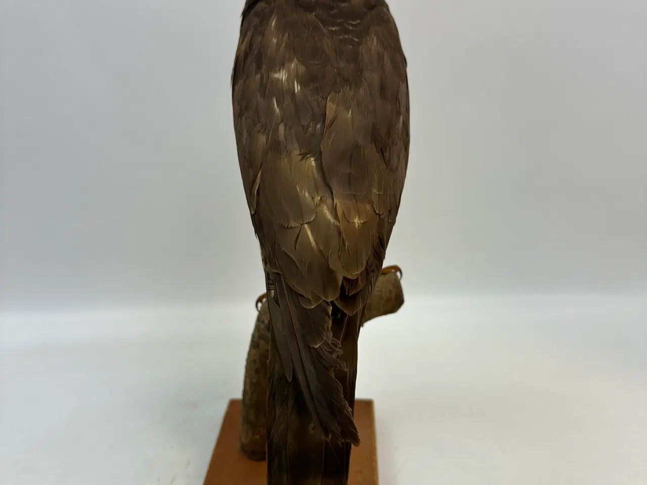 Billede 7 - Udstoppet Spurvehøg