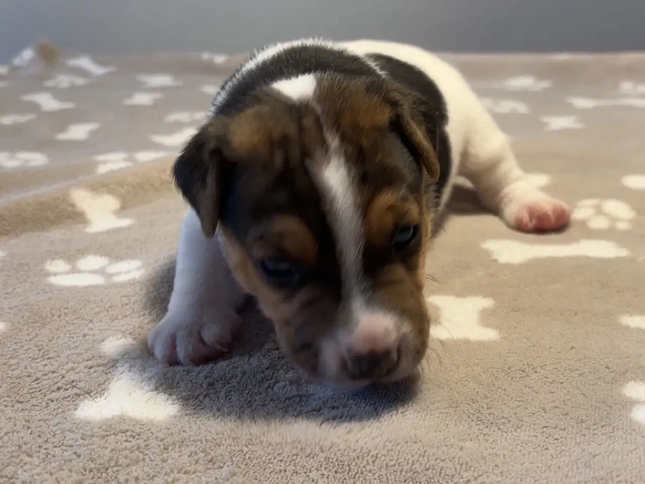 Billede 6 - Jack Russel hvalpe