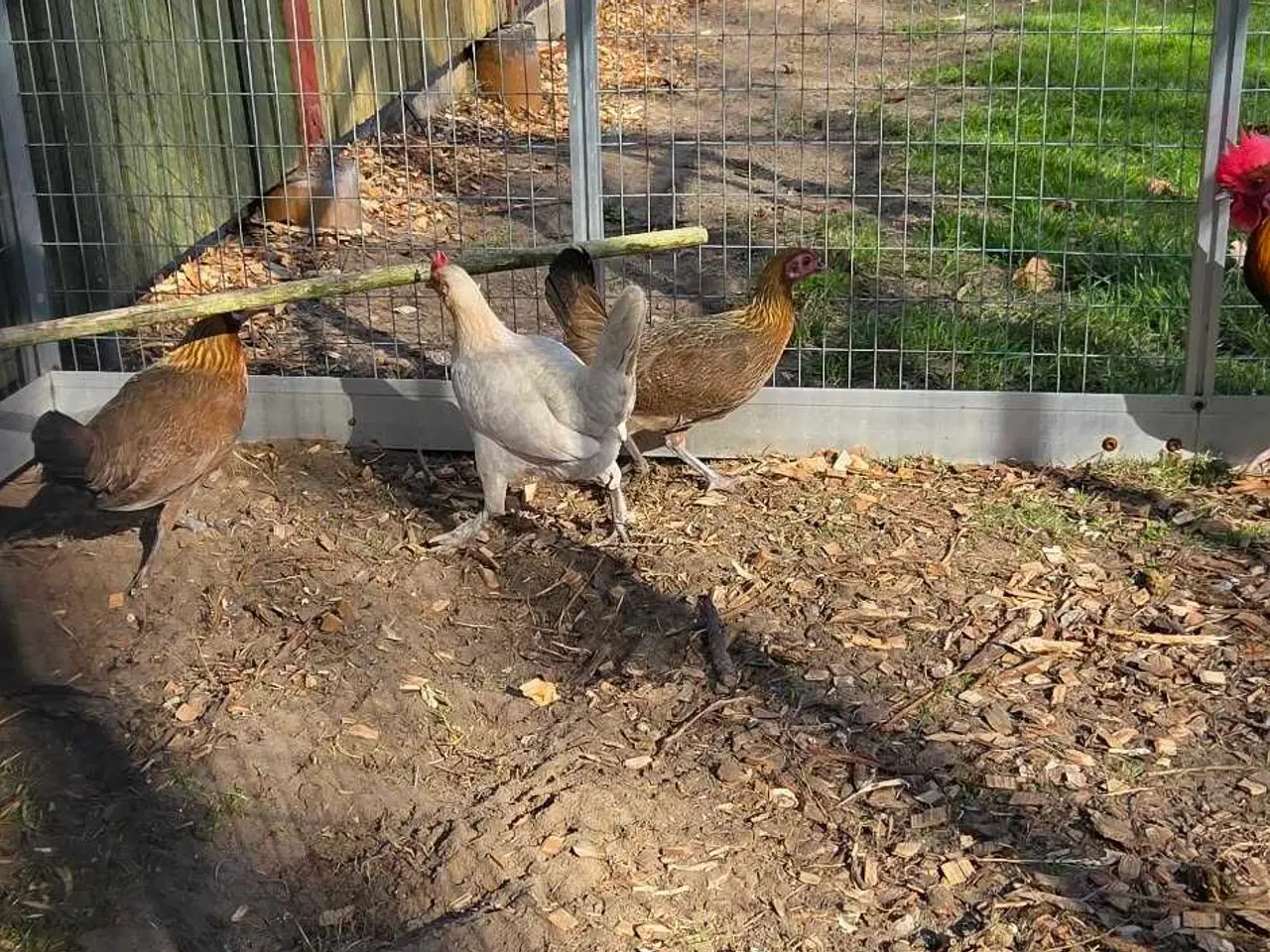 Billede 3 - Små dværghøns 