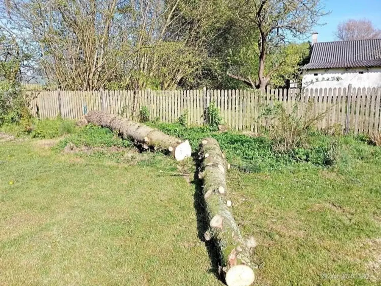 Billede 1 - Gratis Træ stammer
