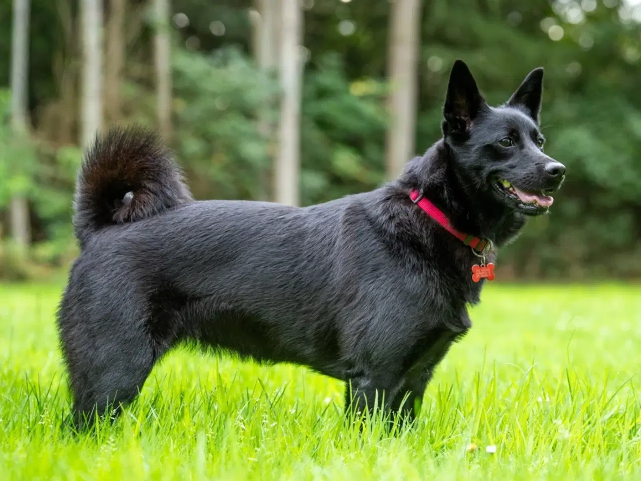 Billede 4 - Sort spids han-hvalpe