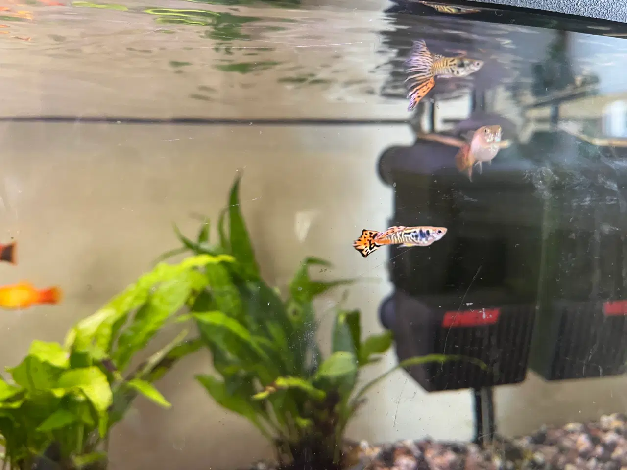 Billede 4 - Akvariefisk blandet guppy Molly sugemalle