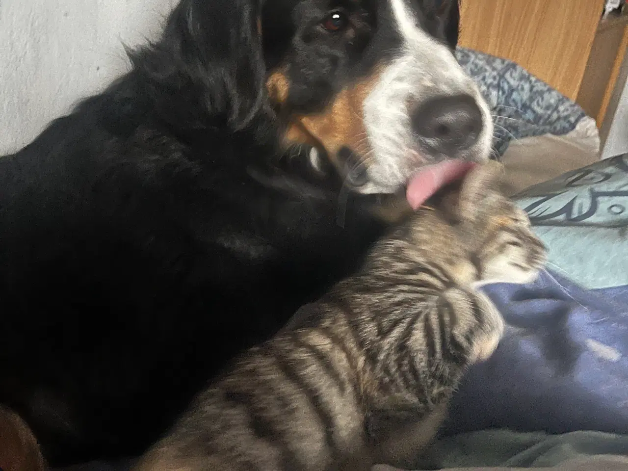 Billede 6 - Dejlige indendørskillinger -Afdrag muligt