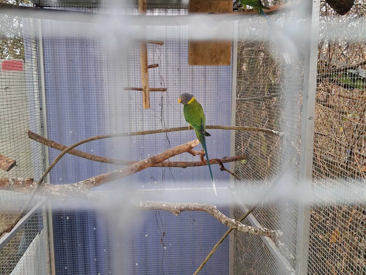 Billede 1 - Blommehovdet