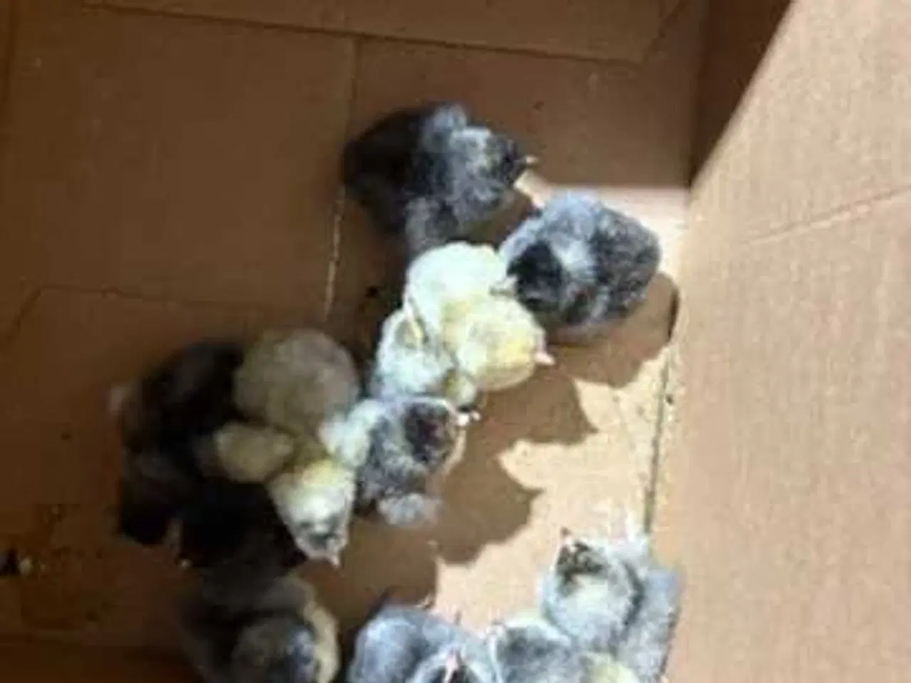 Billede 1 - Daggamle kyllinger 