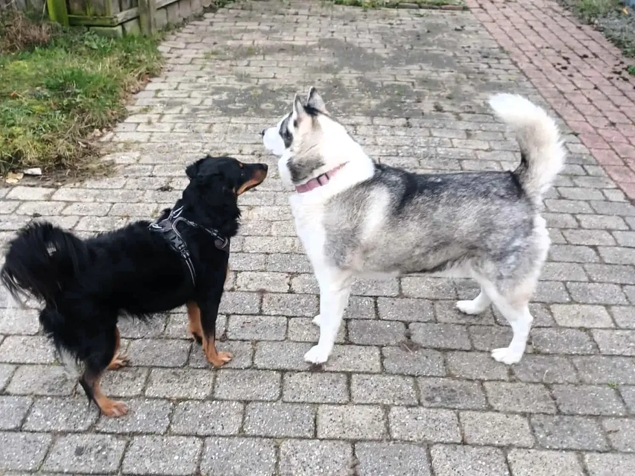 Billede 6 - Smukke milde kærlige Ozzy