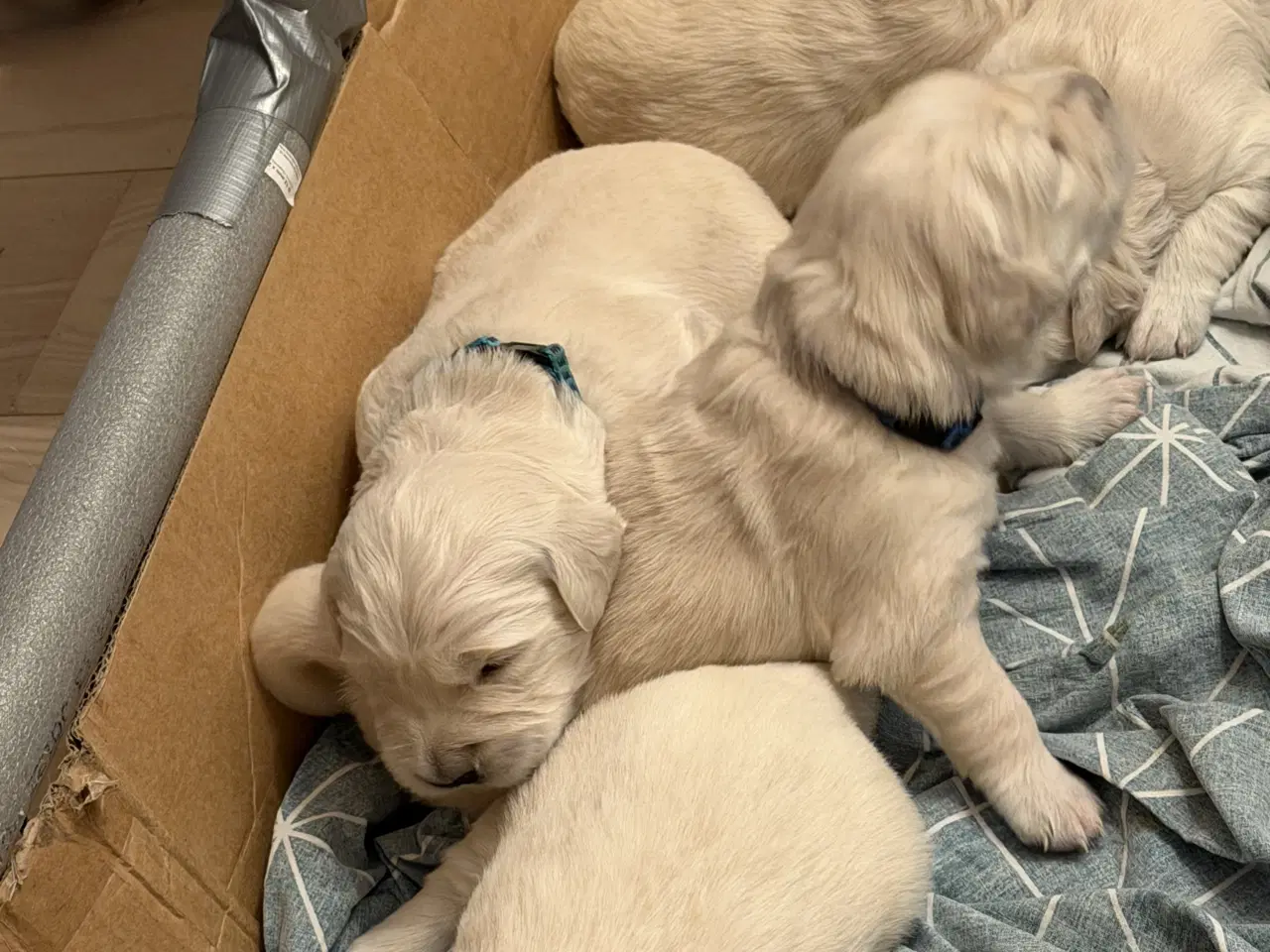 Billede 4 - Golden retriver hvalpe 