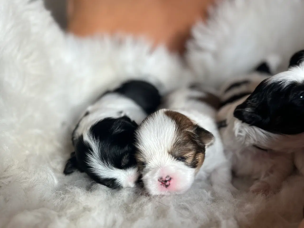 Billede 2 - Lhasa Apso hvalpe 