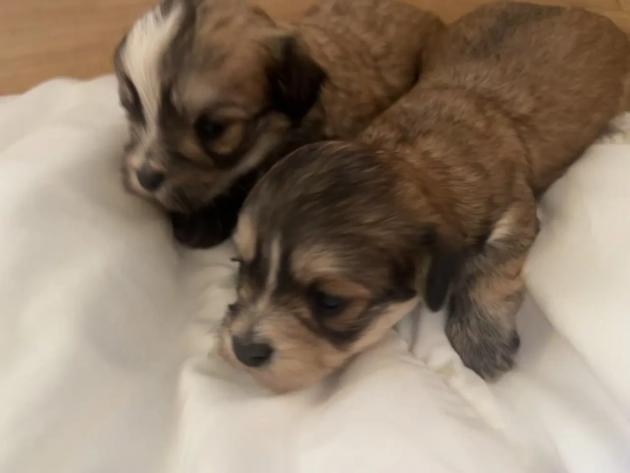 Billede 17 - Små allergivenlige og ikke fældende hundehvalpe