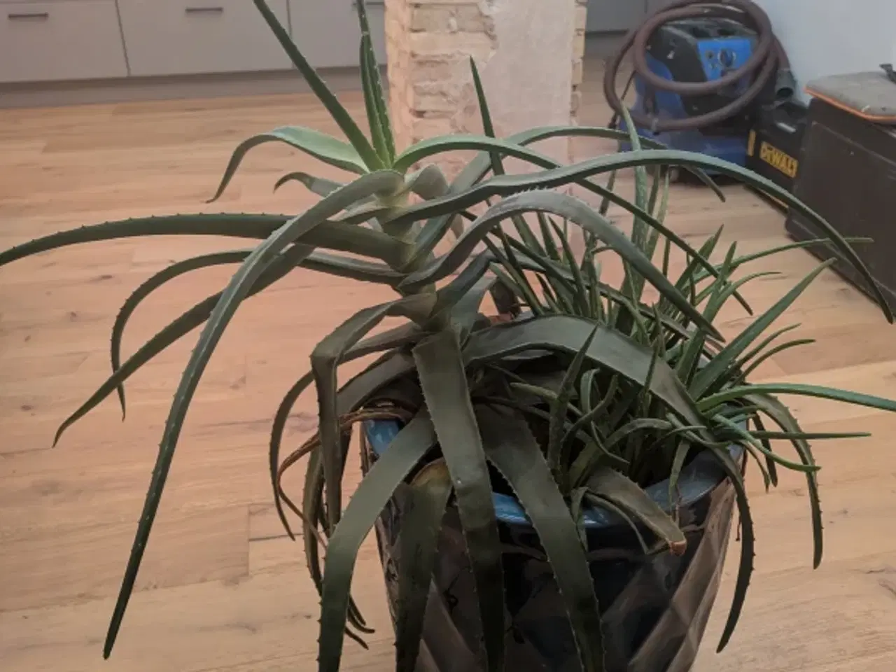 Billede 1 - Stor Aloe Vera