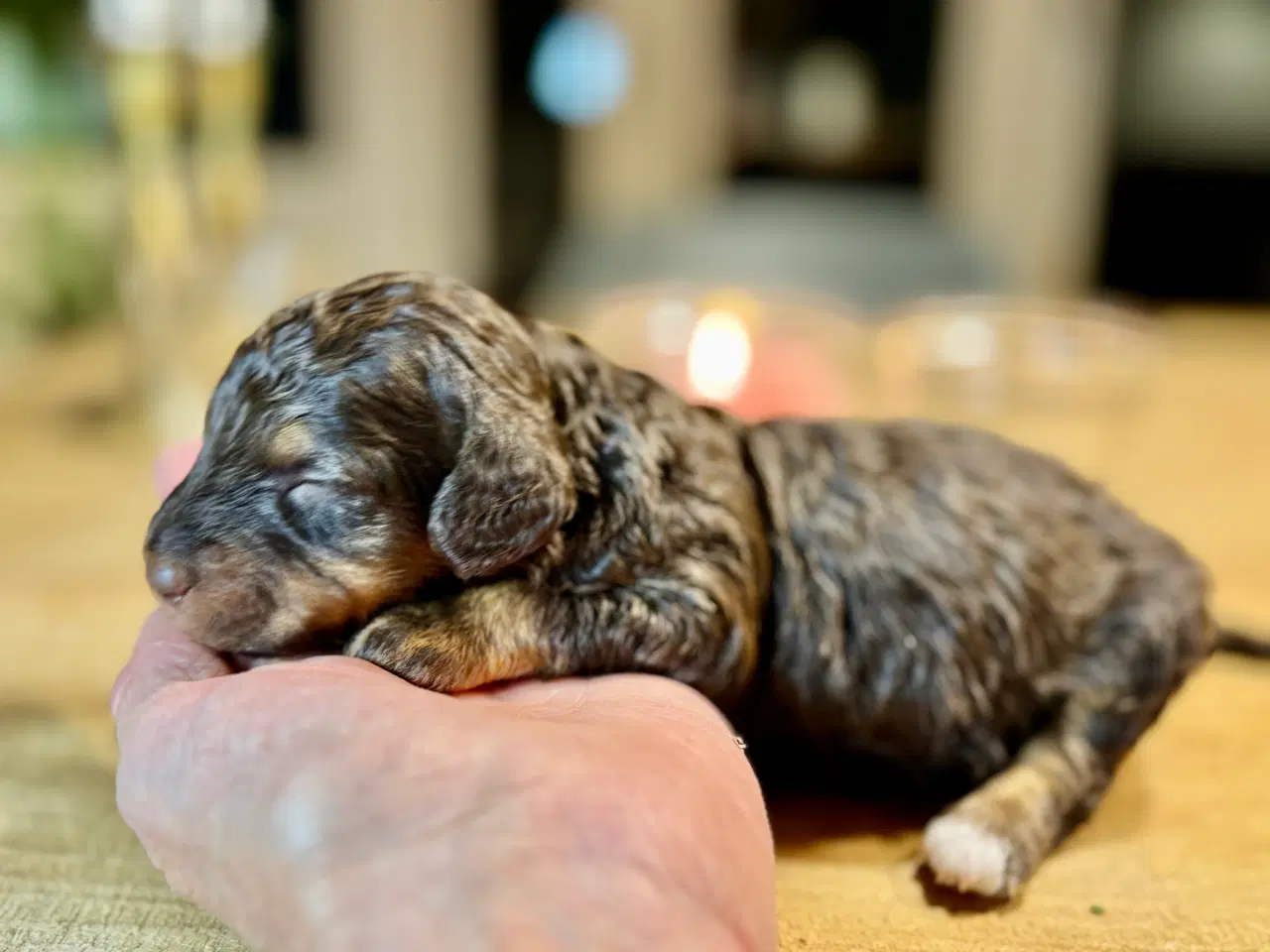 Billede 1 - Allergivenlig puddel hvalpe til juleferien