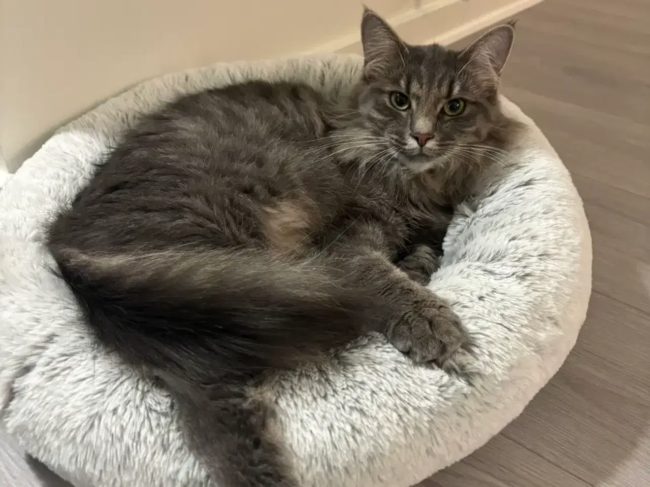 Billede 2 - Frida og Findus søger nyt hjem