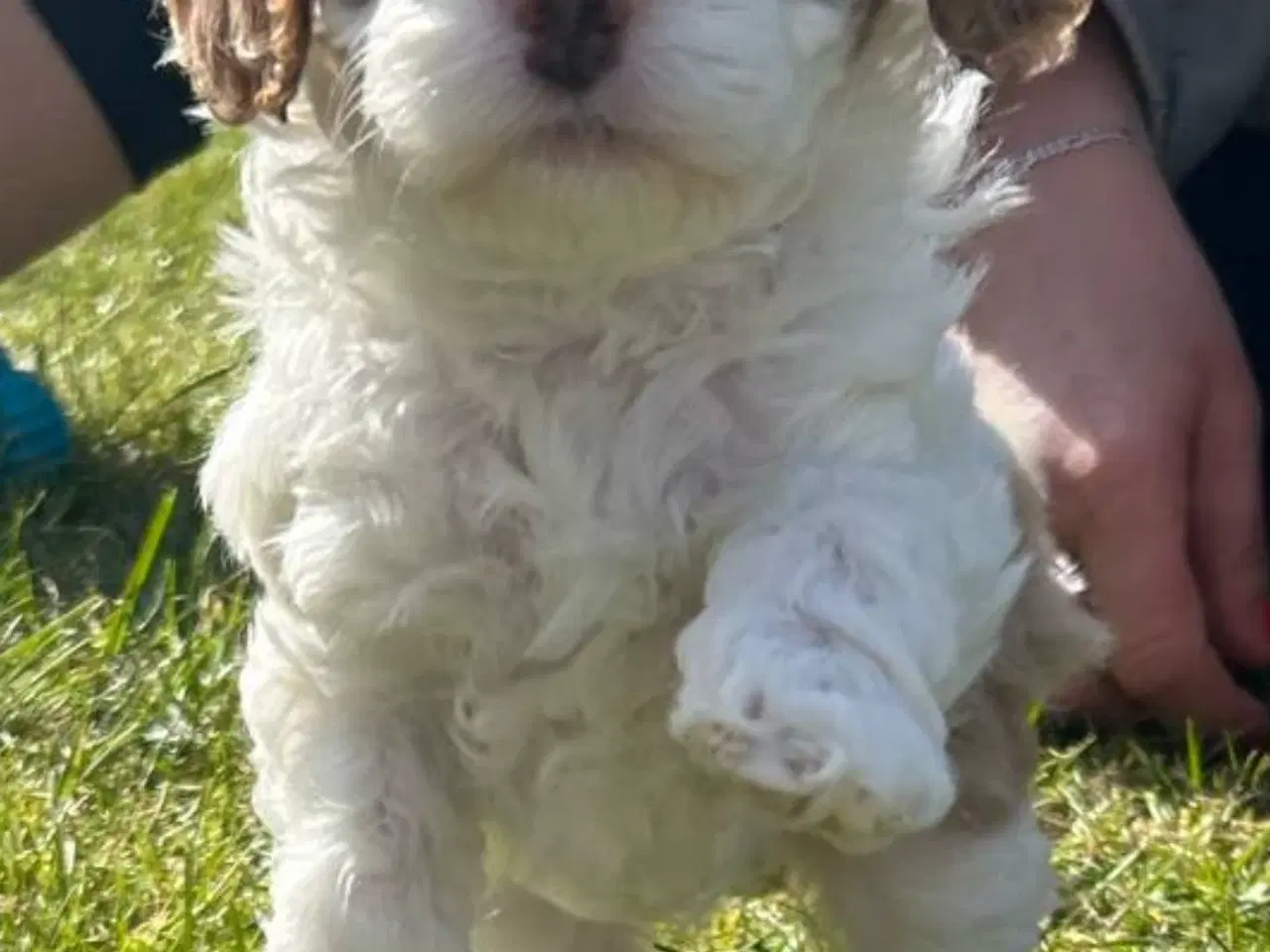 Billede 3 - Smuk Cavapoo 