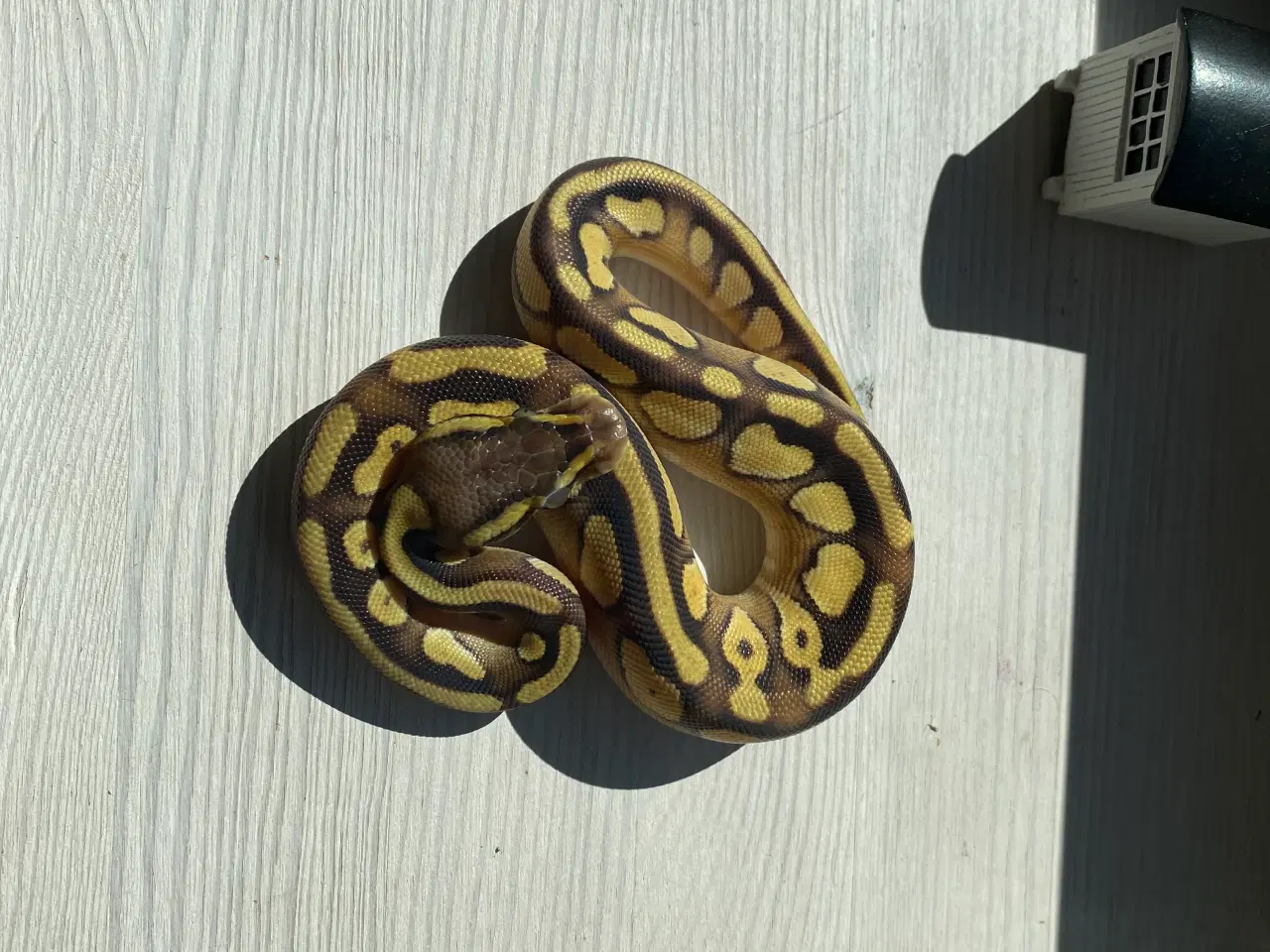 Billede 1 - 0.1 Enchi Lesser Fire 2025