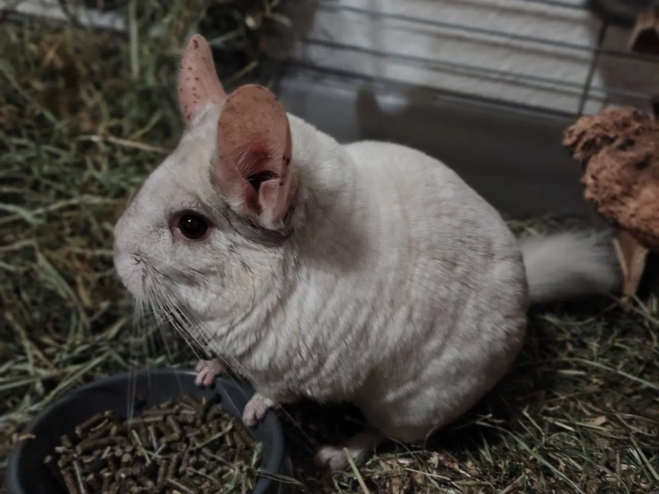 Billede 3 - Ikke i Familie En Unge + En Voksen m. Bur🌟