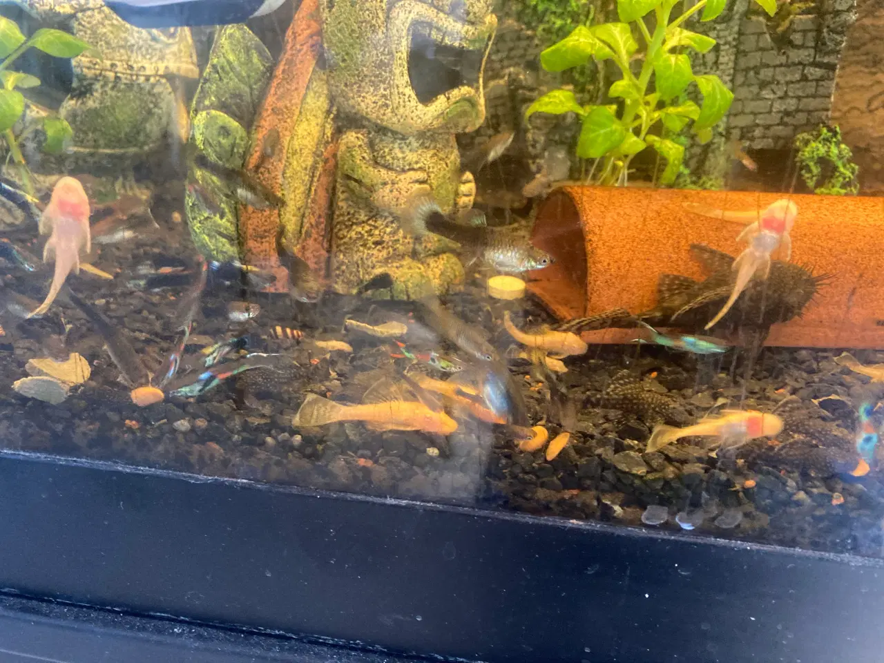 Billede 2 - Akvarie sugemaller 