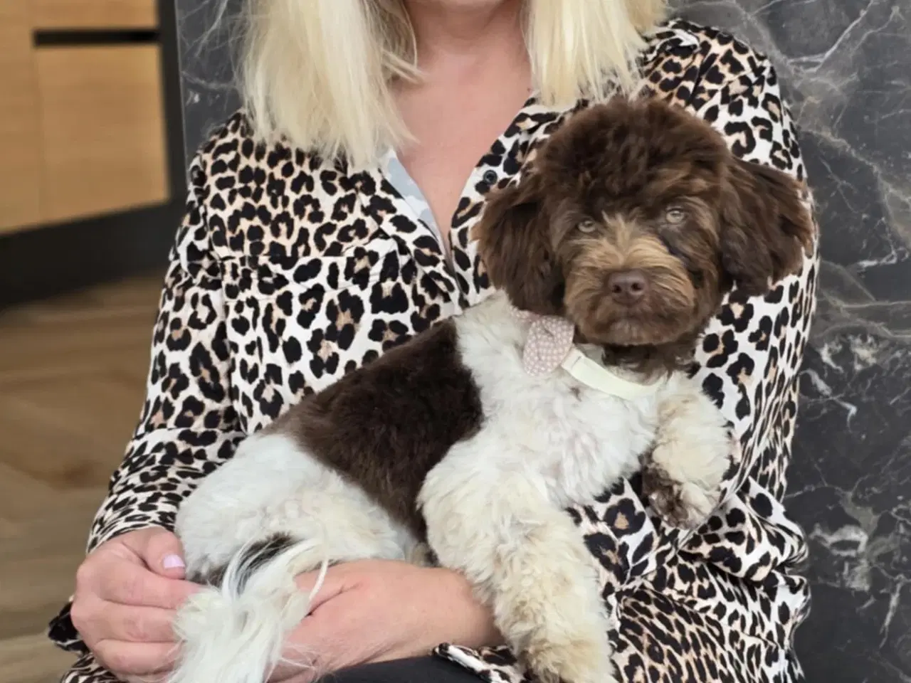 Billede 2 - Havapoo i farven Brun eller Party color