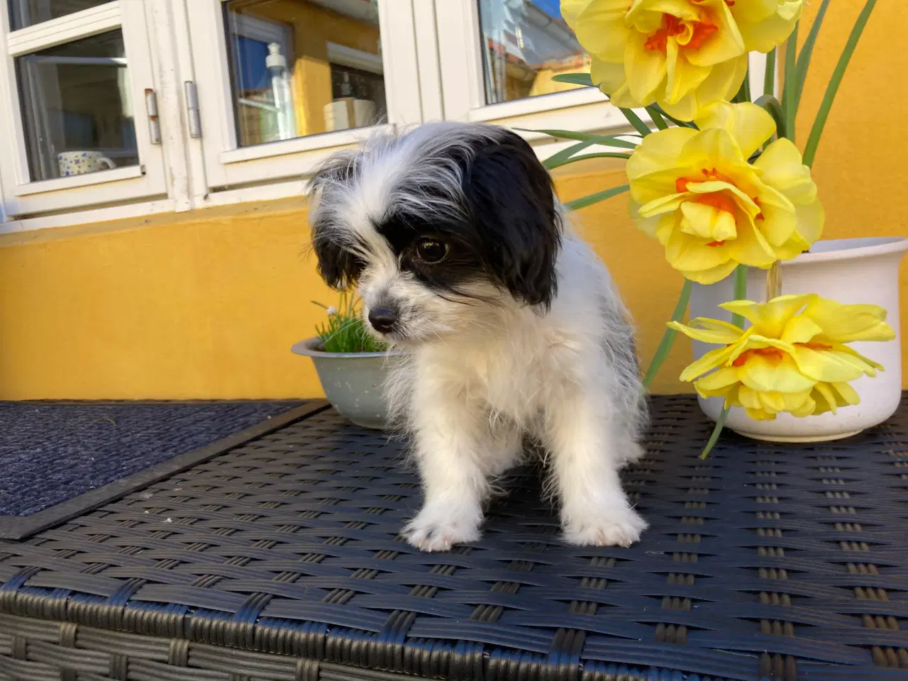 Billede 2 - Cavalier/ Yorkshire terrier 