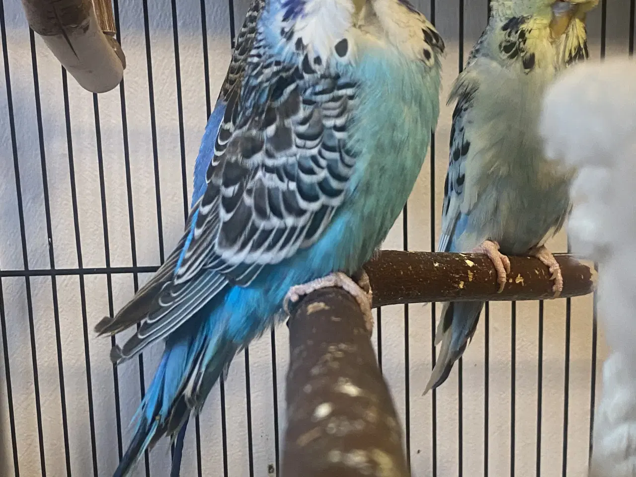 Billede 2 - Ung engelsk undulat