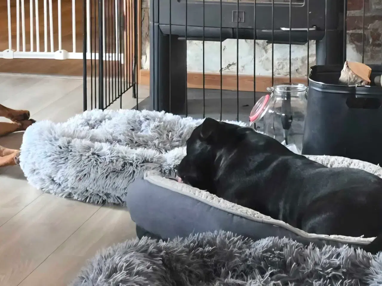 Billede 3 - Den skønneste staff dreng sælges