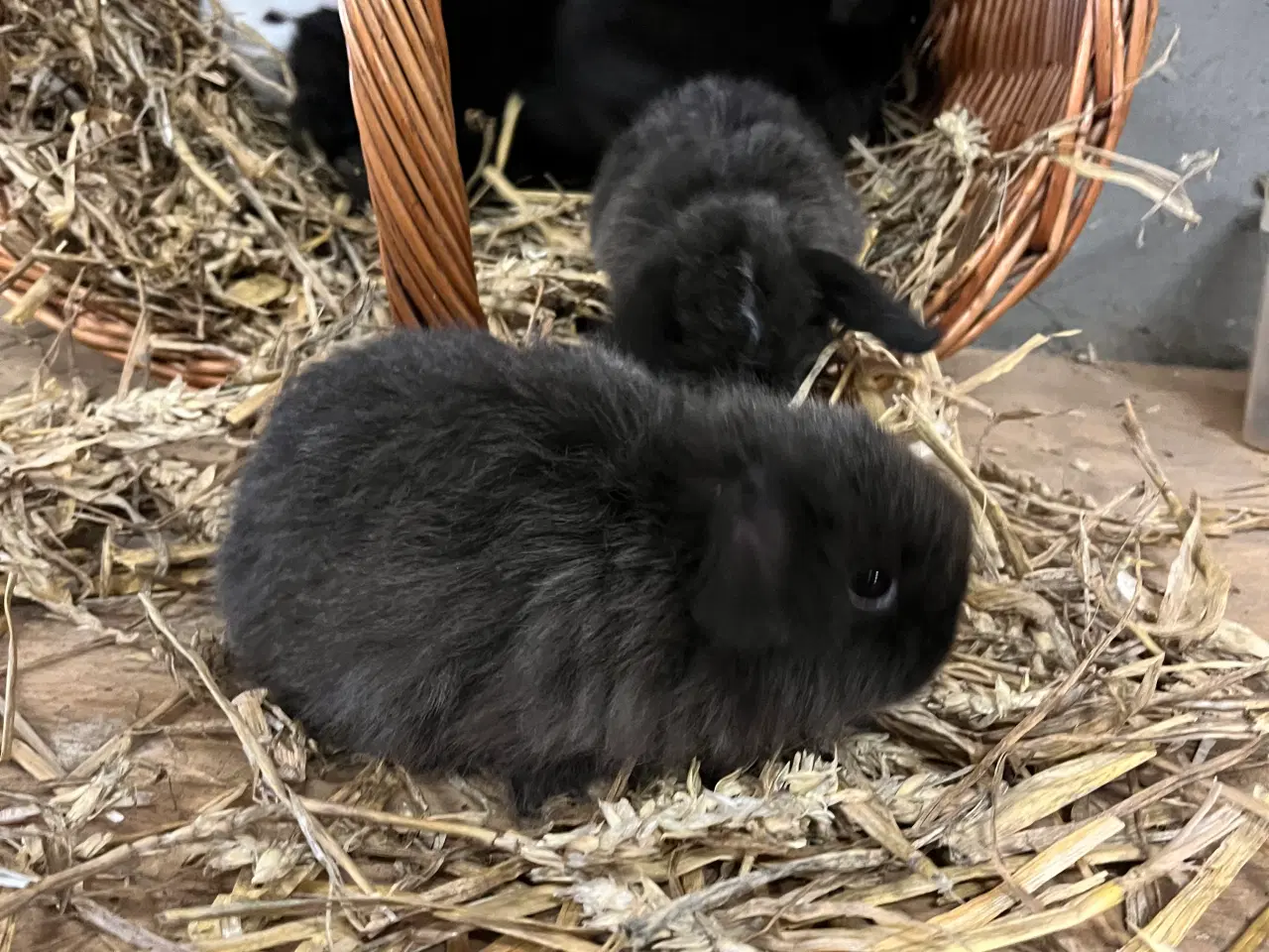 Billede 12 - 5 minilop unger klar 01/11-25