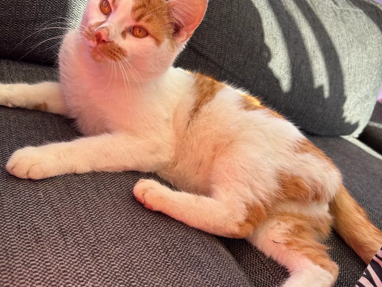Billede 1 - Han kat 