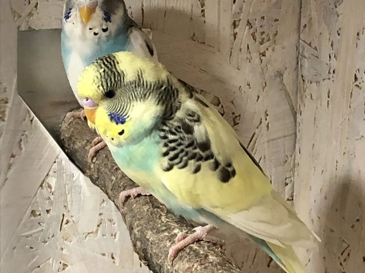 Billede 4 - Undulater