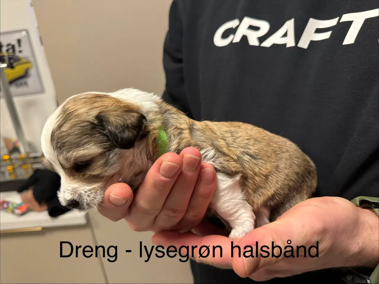 Billede 1 - Bichon havanais 2 hunner og 2 hanner 