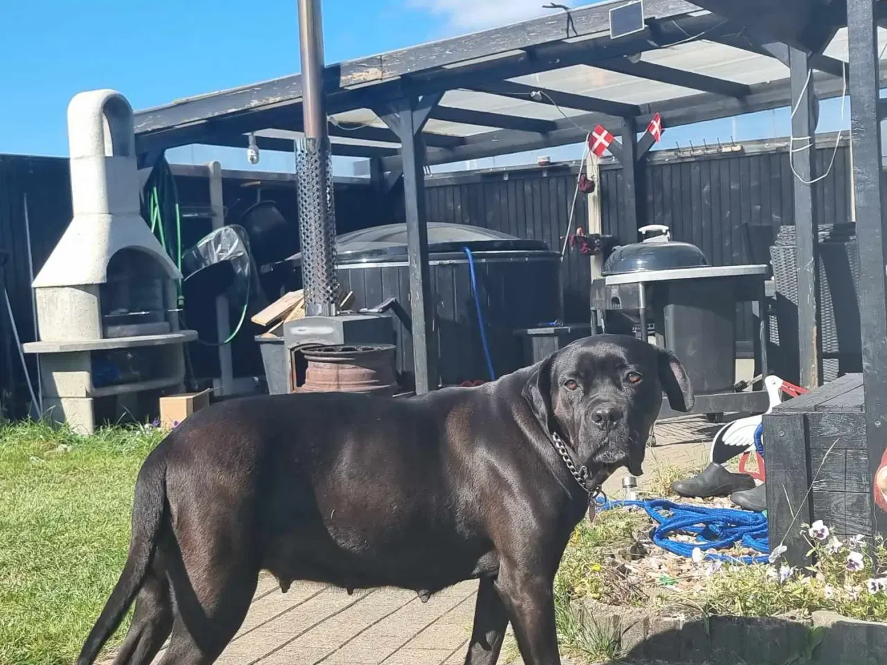 Billede 4 - Cane Corso Hvalpe 