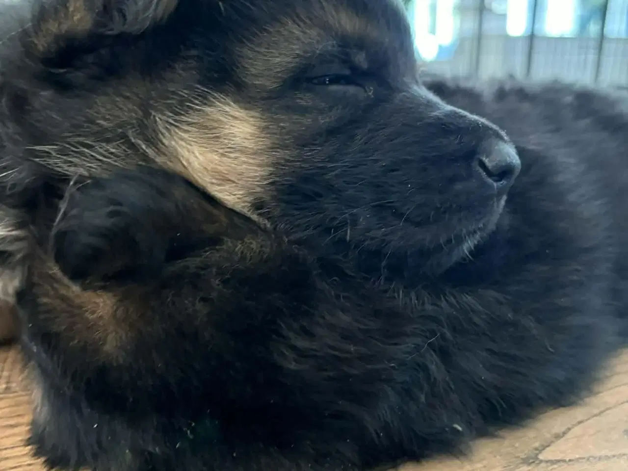 Billede 3 - Skønne schæferhvalpe