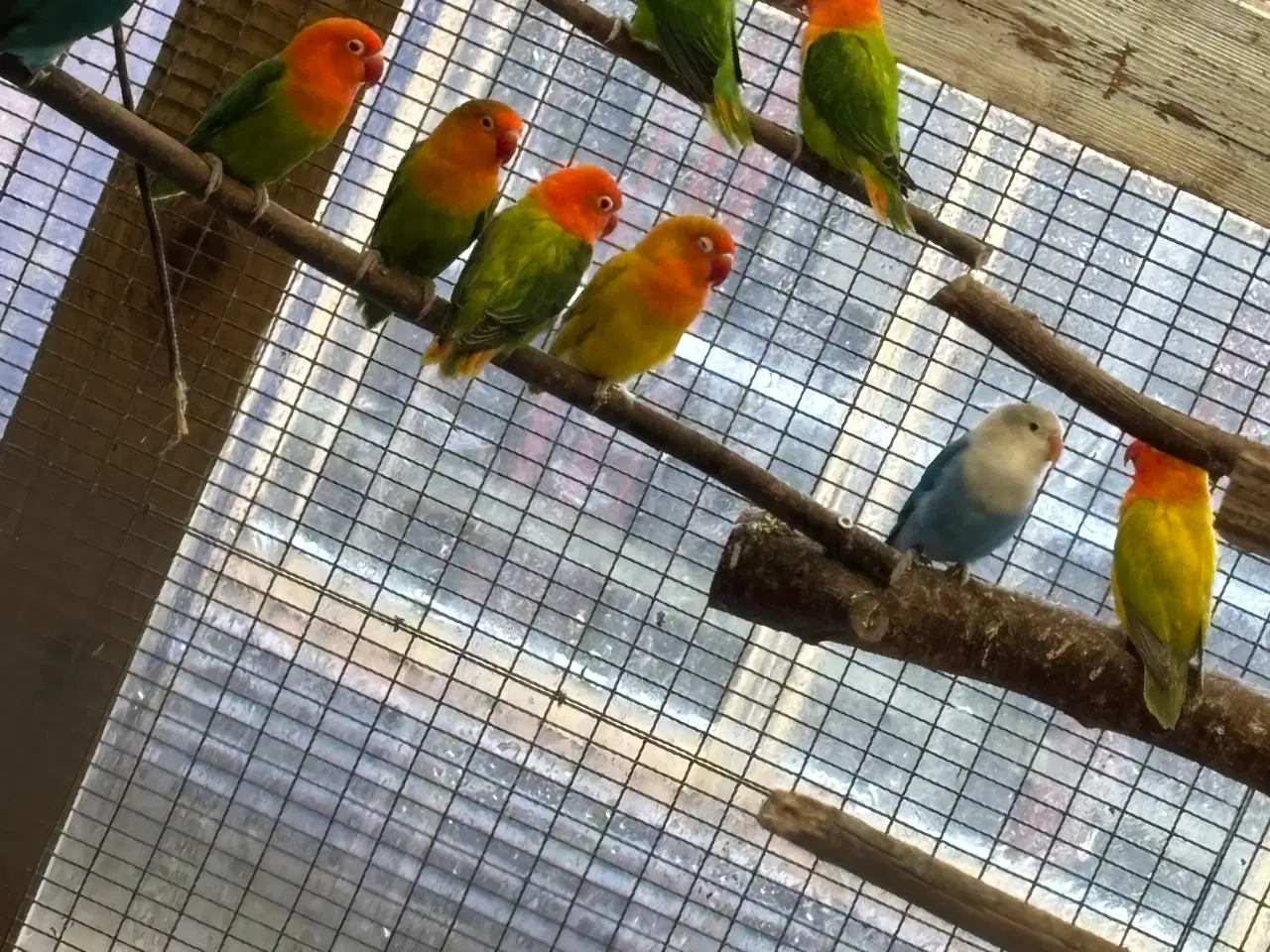 Billede 4 - Rødhovedet dværgpapegøje opalin