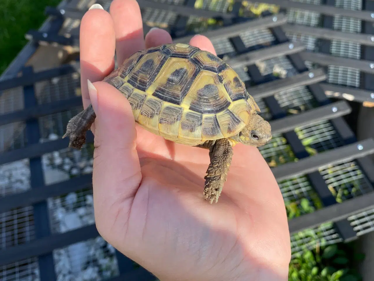 Billede 2 - Græske landskildpadder 