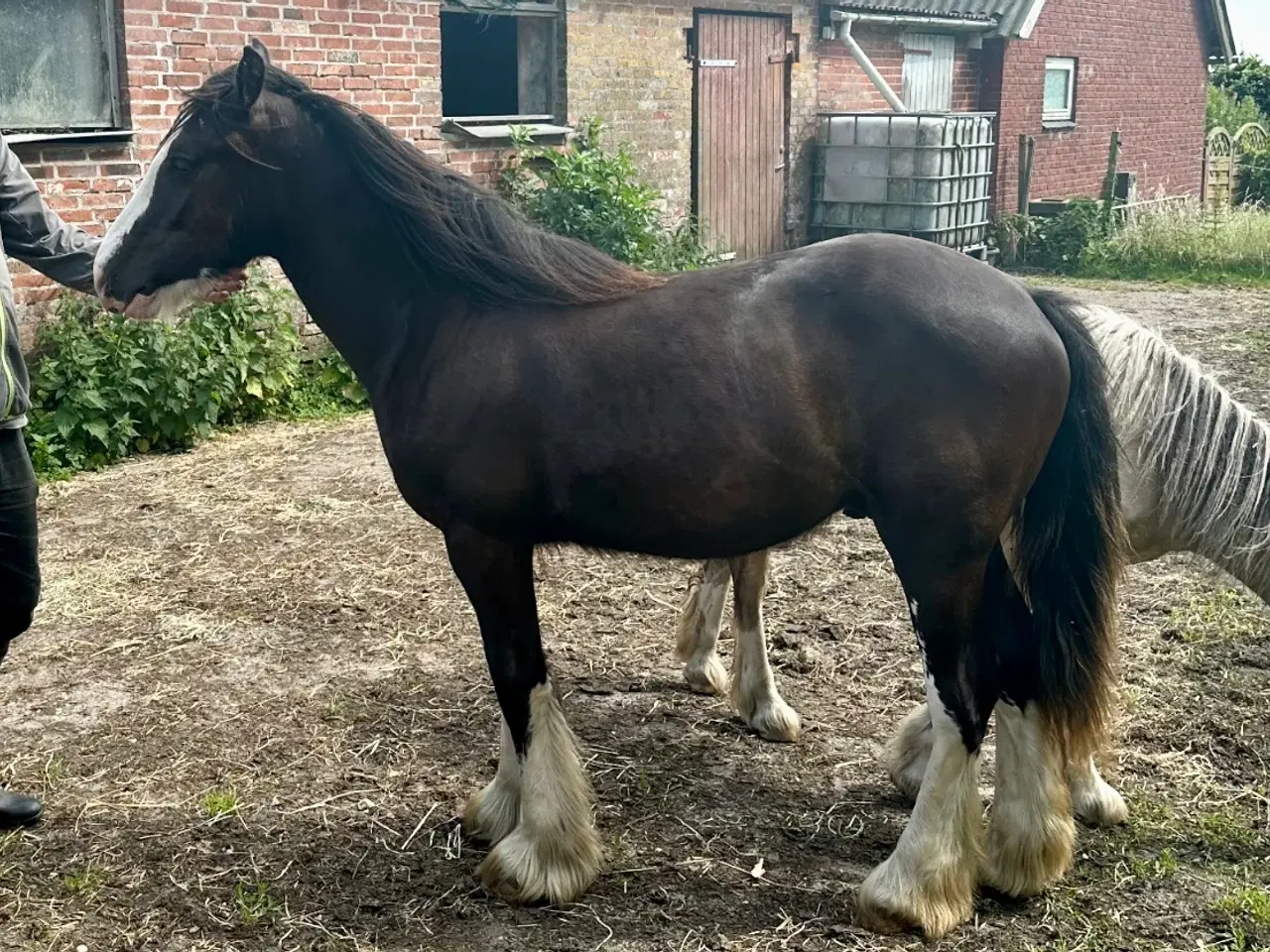 Billede 6 - Irish cob Vallak 