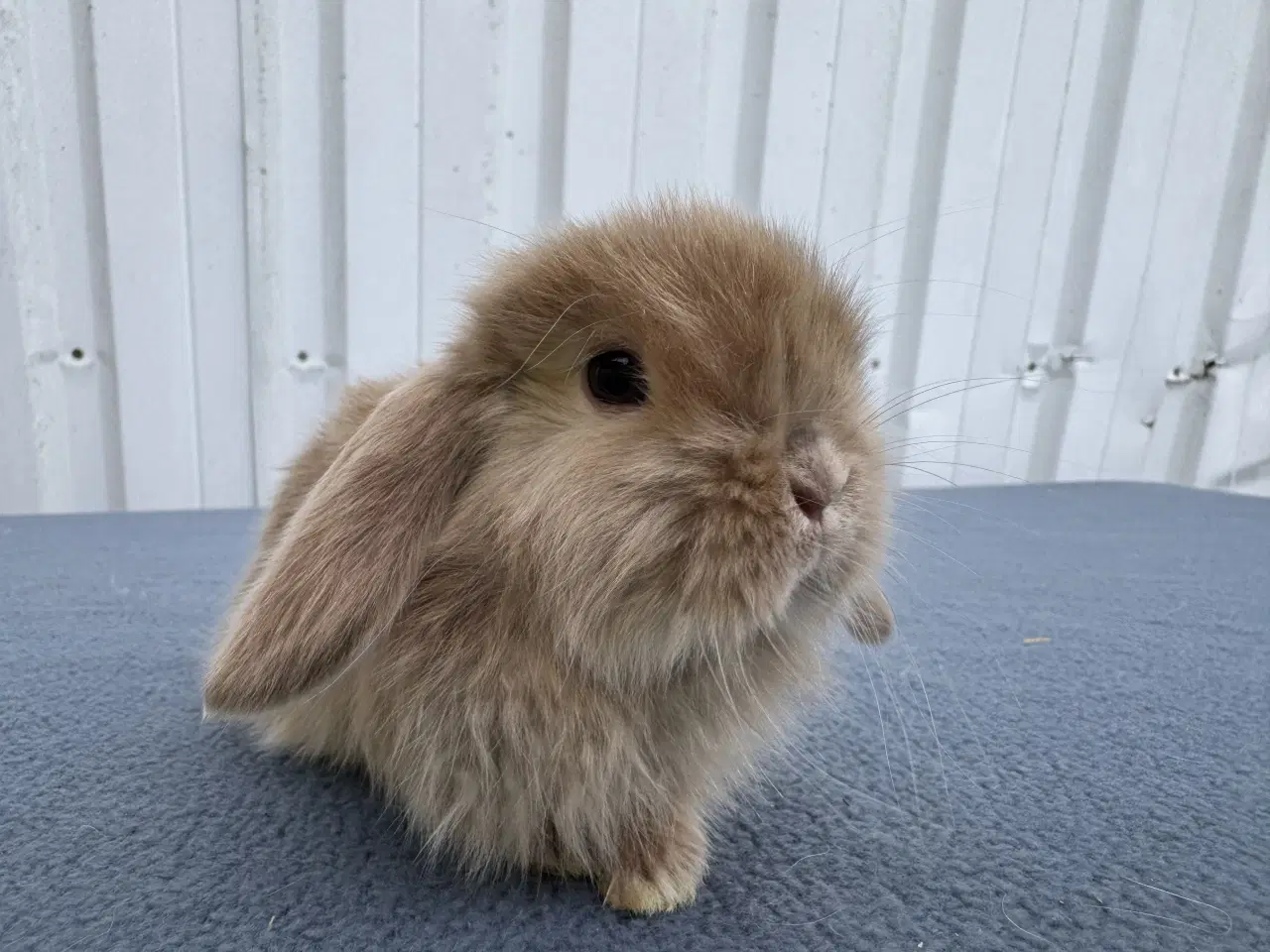 Billede 5 - Mini lop satin hankanin