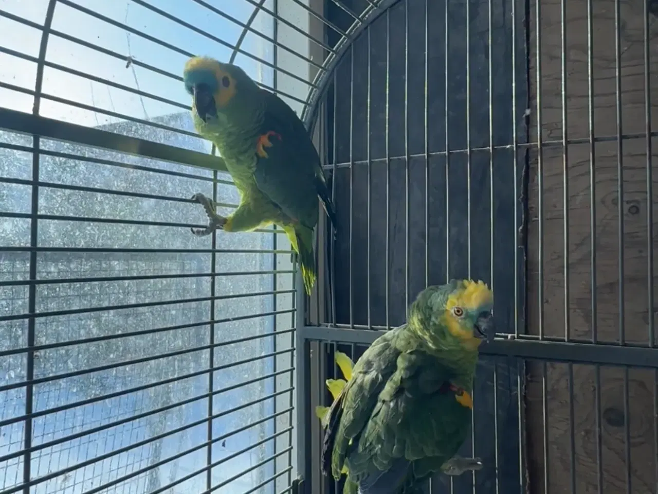 Billede 3 - Blåpandet Amazonepapegøjer