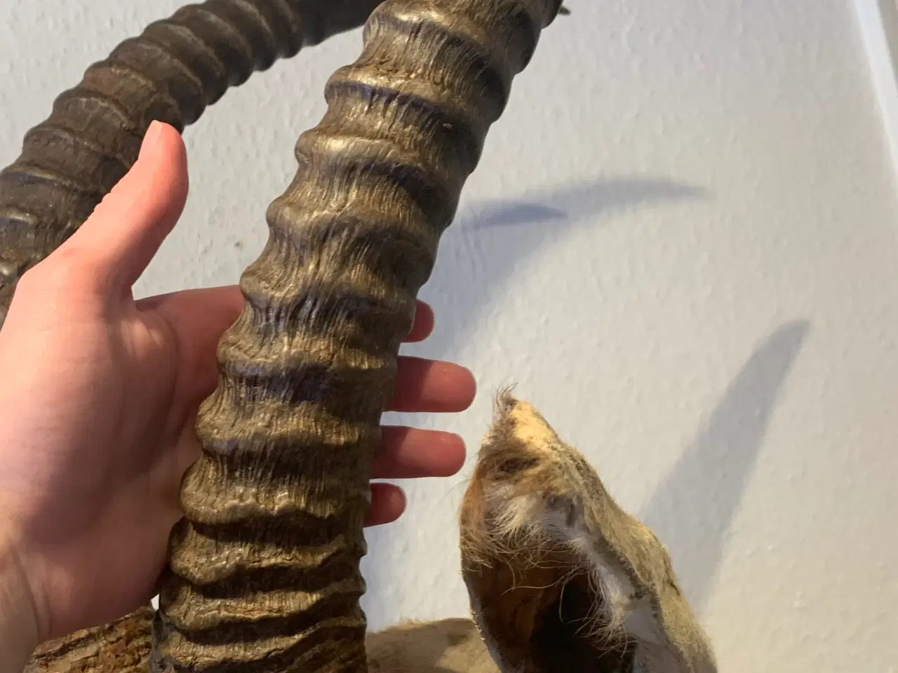 Billede 7 - Udstoppet Roan Antilope