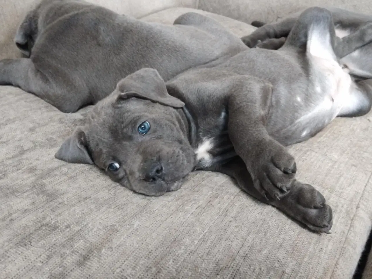 Billede 19 - Cane Corso Italiano hvalpe