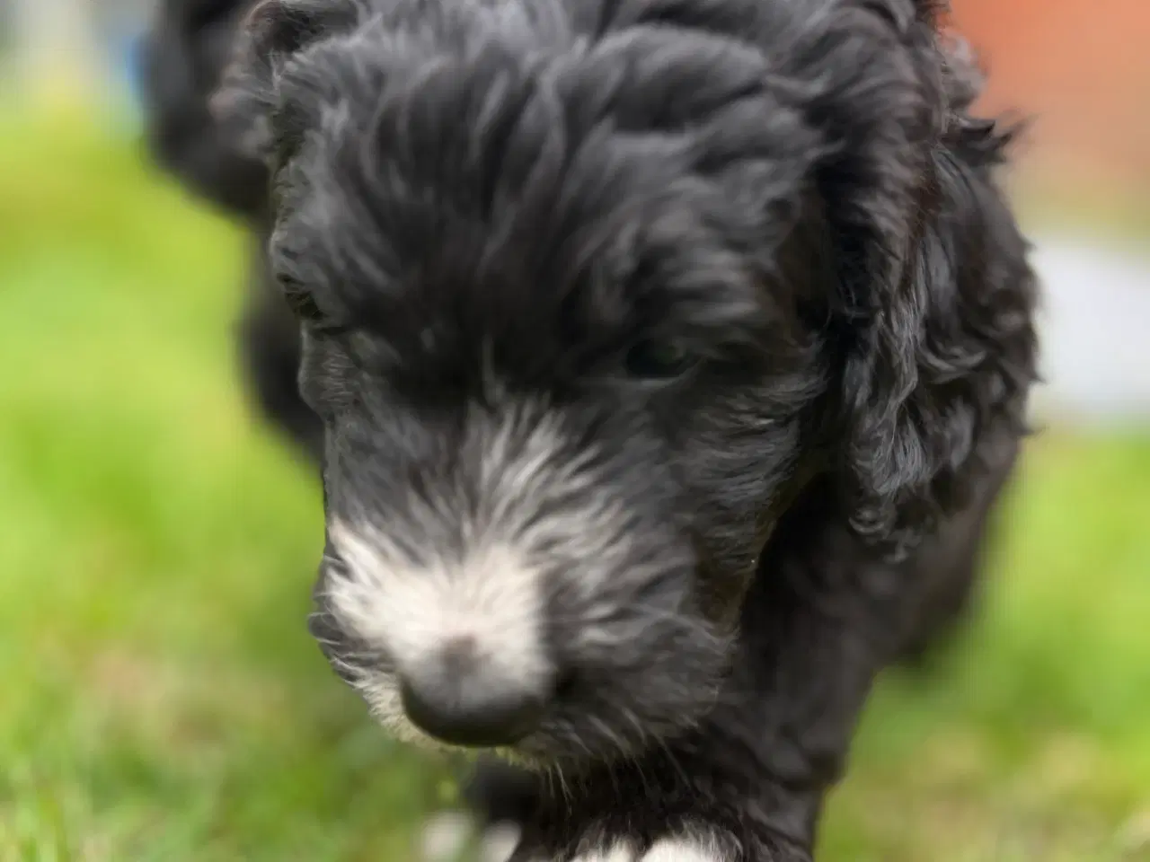Billede 2 - Bernedoodle / berne doodle 