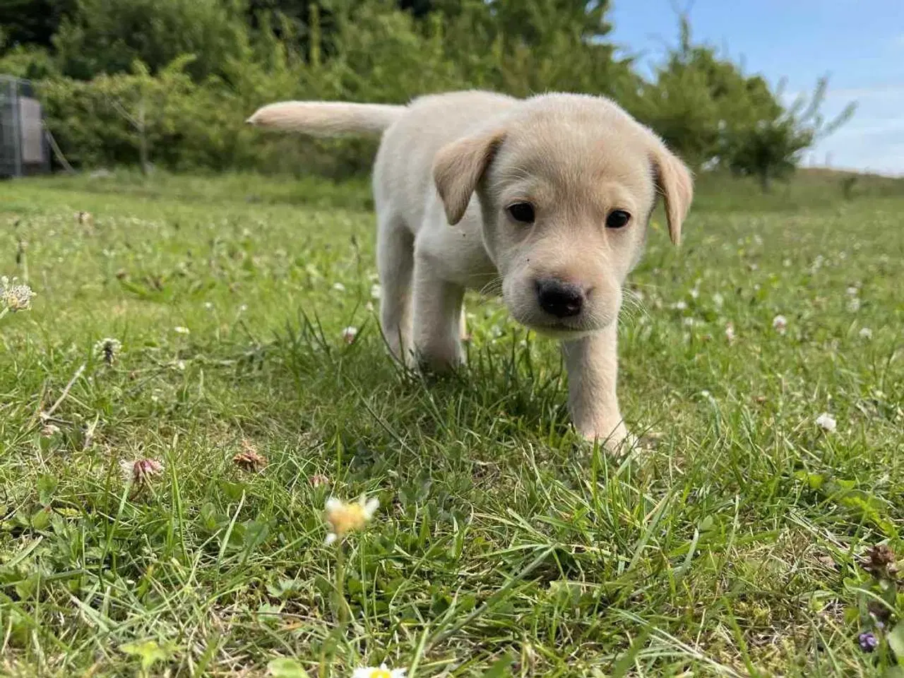 Billede 2 - Labrador hvalpe 