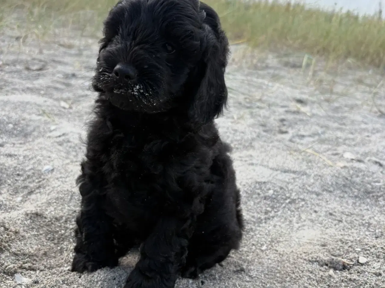 Billede 3 - 2 Dejlige Maltipoo drenge
