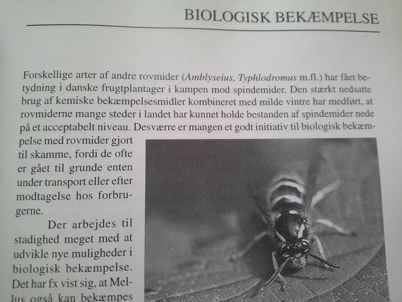 Billede 3 - Den grønne bog, Frank Hejndorf