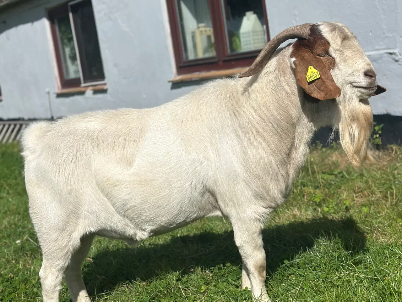 Billede 3 - Boer buk