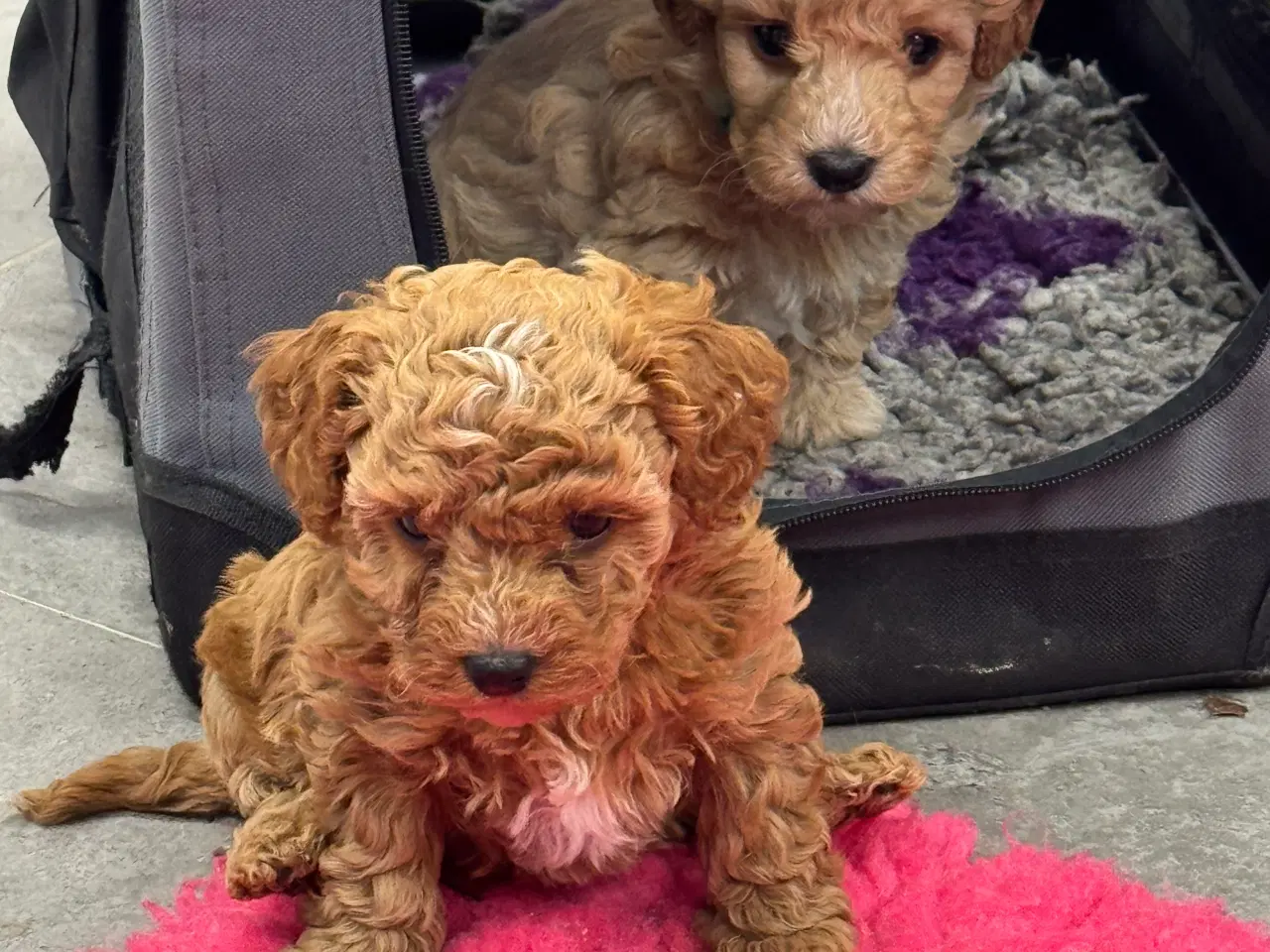 Billede 11 - Maltipoo  få rejseklar 