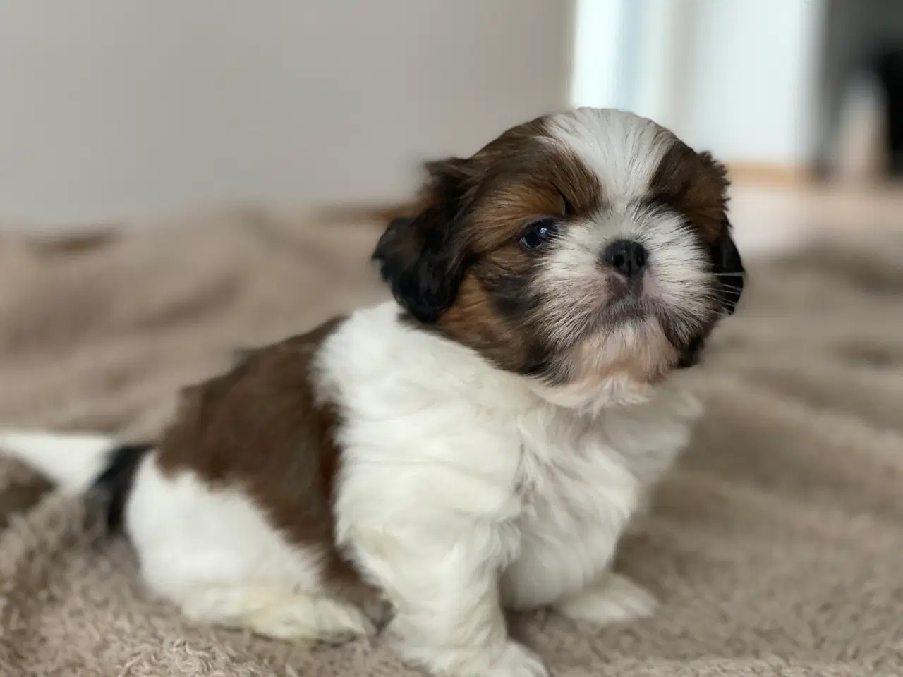 Billede 8 - Shih Tzu hvalpe 