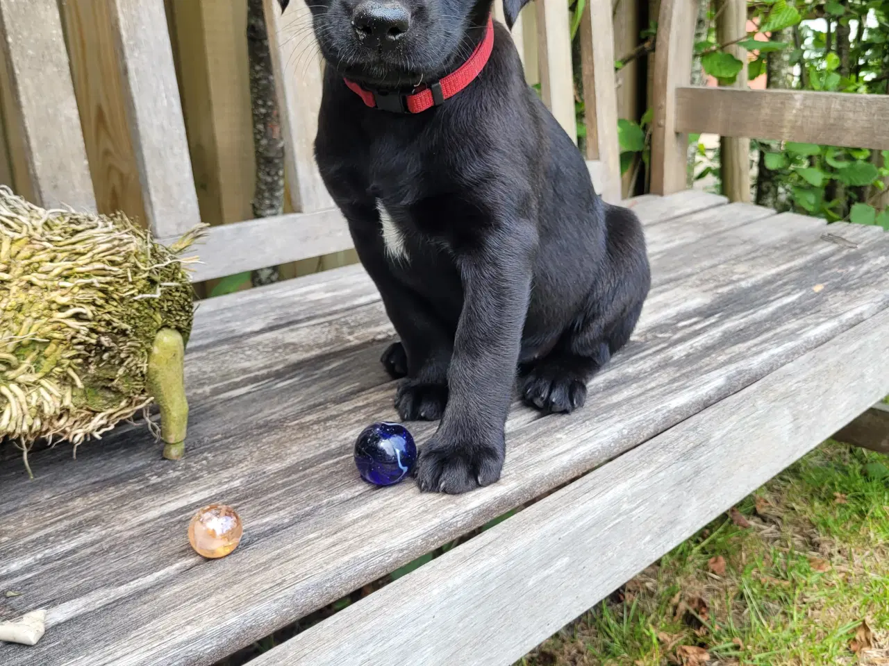 Billede 6 - Labrador formel 1 hunde hvalpe tæve 