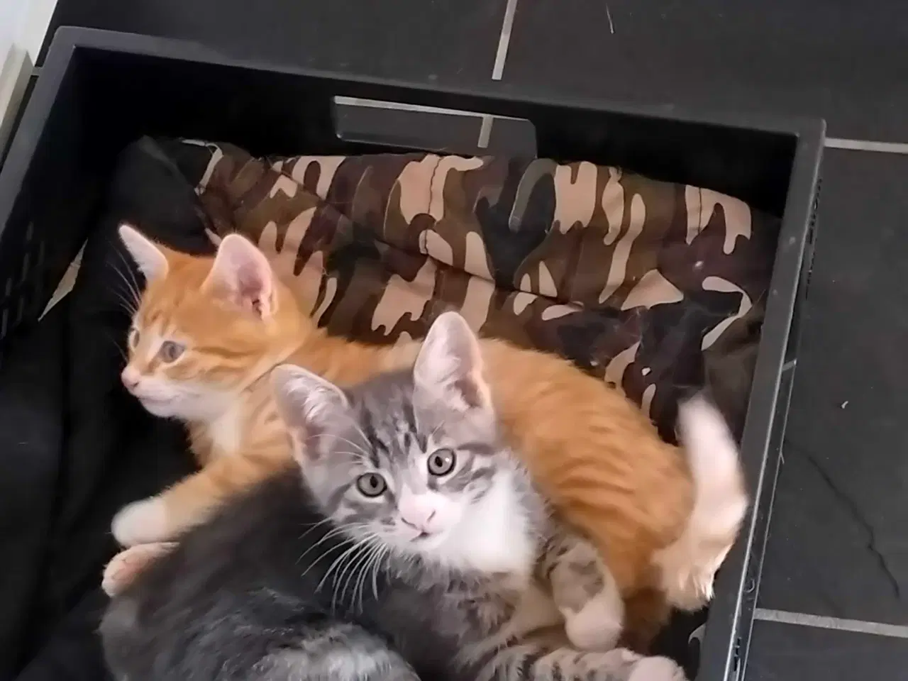 Billede 3 - Kattekillinger 