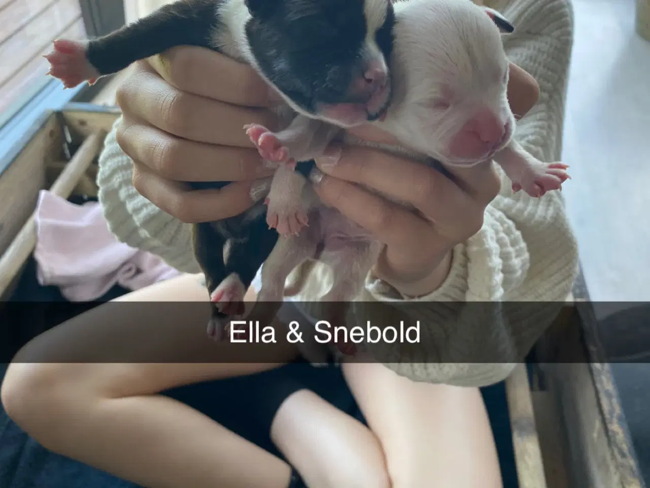Billede 7 - Staffordshire bullterrier hundehvalpe